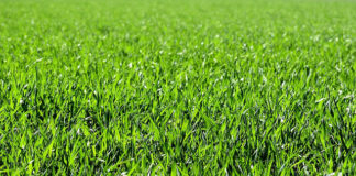 Robot koszący trawę - czy warto?