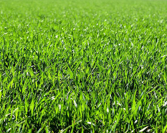 Robot koszący trawę - czy warto?