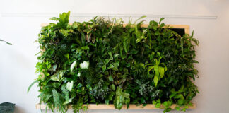 Jakie rośliny wybrać na zielone ściany