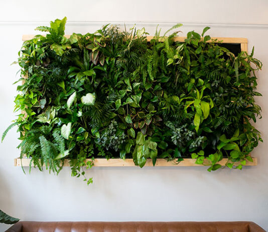 Jakie rośliny wybrać na zielone ściany