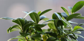 Figowiec sprężysty