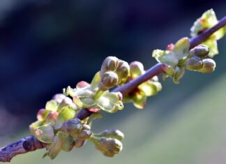 Jak głęboko osądzić podejścia pod baterie?