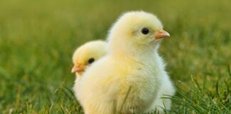 Co zrobić gdy z kranu kapie woda?