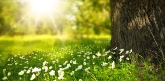 Jak umieścić kwiaty w balonie?