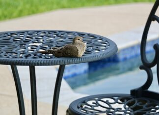 Ile godzin dziennie powinna chodzić pompa w basenie?
