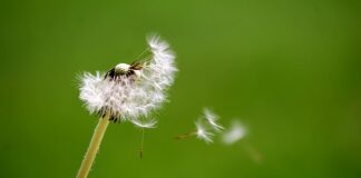 Ile wcześniej dmuchać balony?