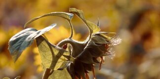 Ile lat wytrzymuje poliwęglan?