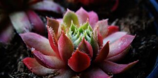 Jakiej grubości belki na zadaszenie tarasu?