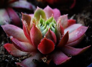 Jakiej grubości belki na zadaszenie tarasu?