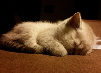 Co to znaczy Grażyna?