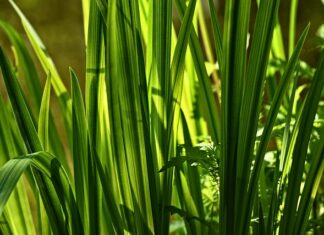 Co oznacza słowo Marta?