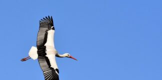 Czy firma Bocian to lichwa?