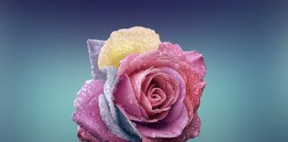 Czym się różni płyta meblowa od płyty laminowanej?