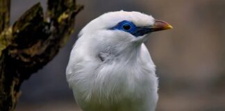 Jaki jest najrzadszy kamień?